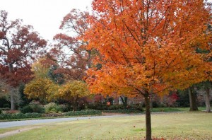 rock hill- orange trees